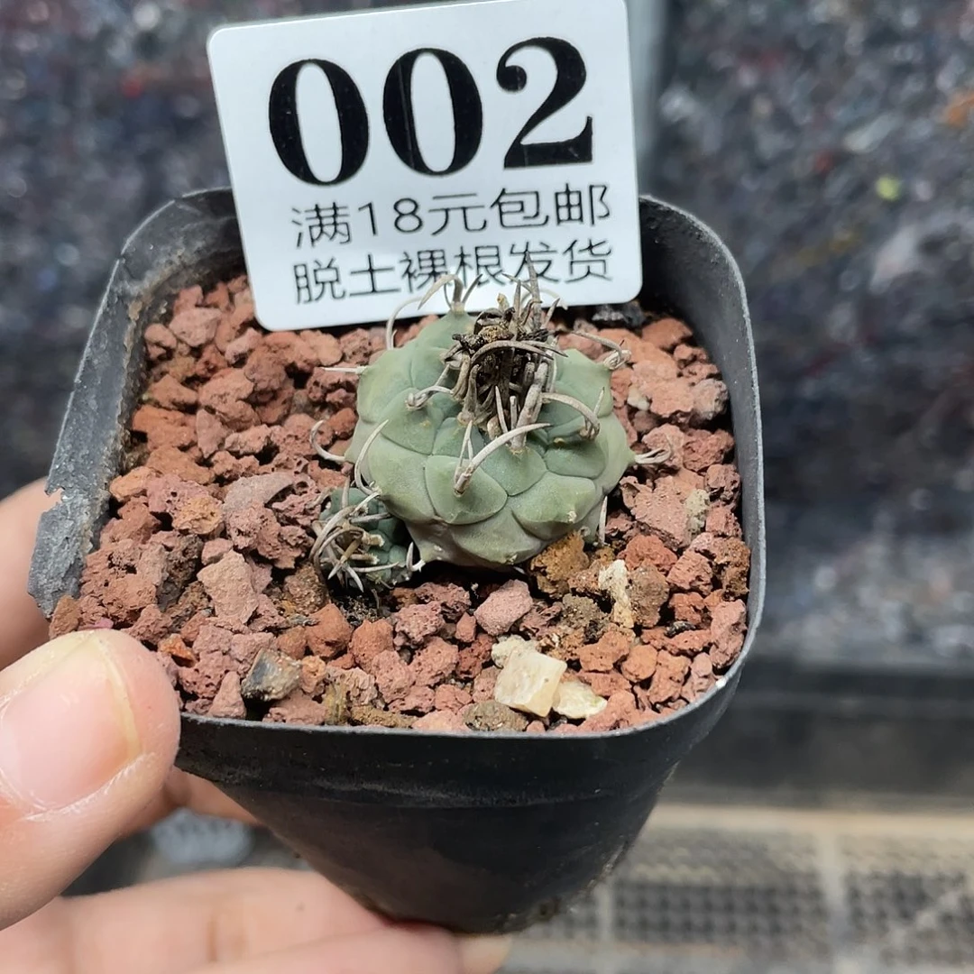 002升云龙娇丽仙人球