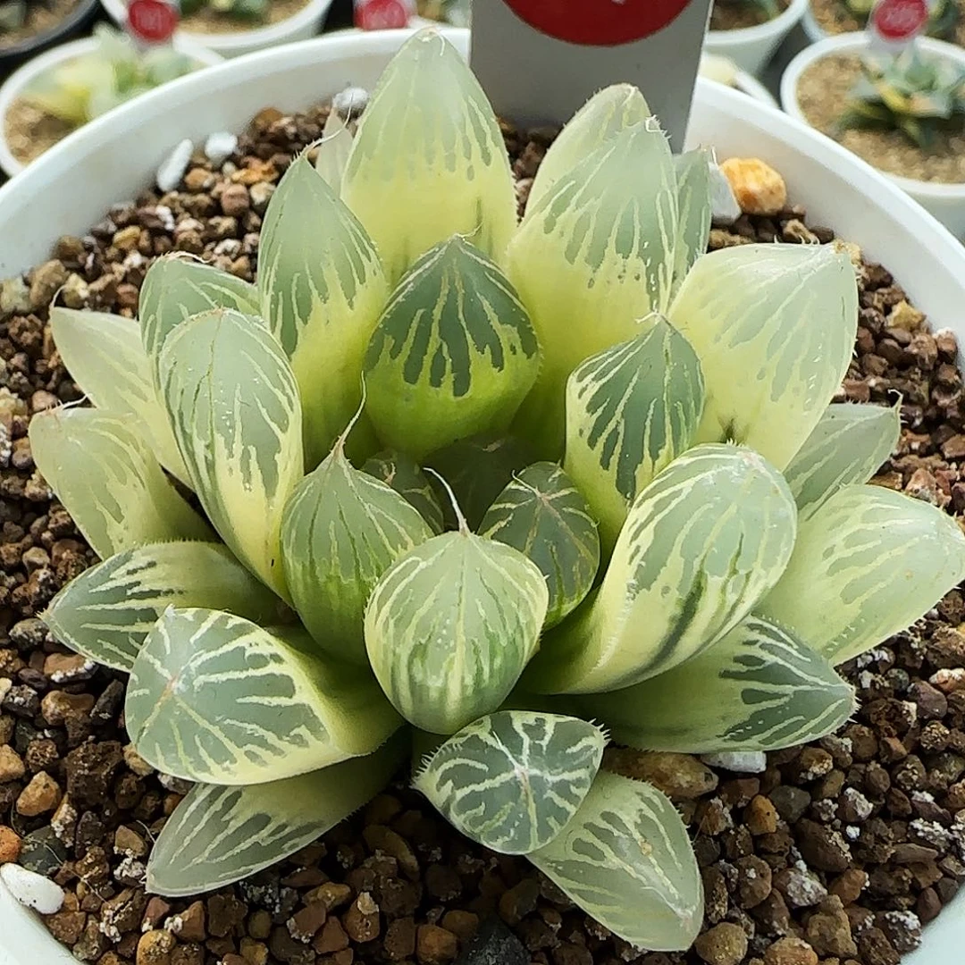 317号糊斑胭脂玉露锦5.8左右一物一拍带盆土