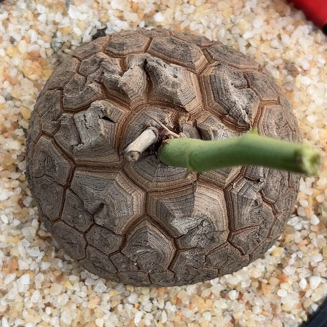 潮流植物 龟甲龙 天眼 E28