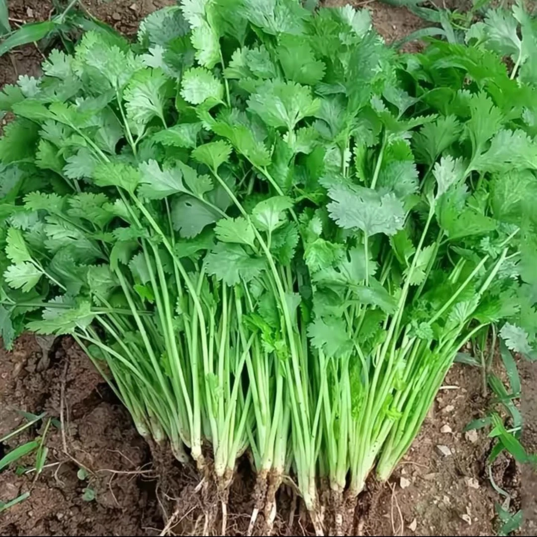 湖南本地香菜新鲜蔬菜