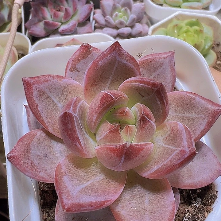 夜魔侠19包邮多肉植物