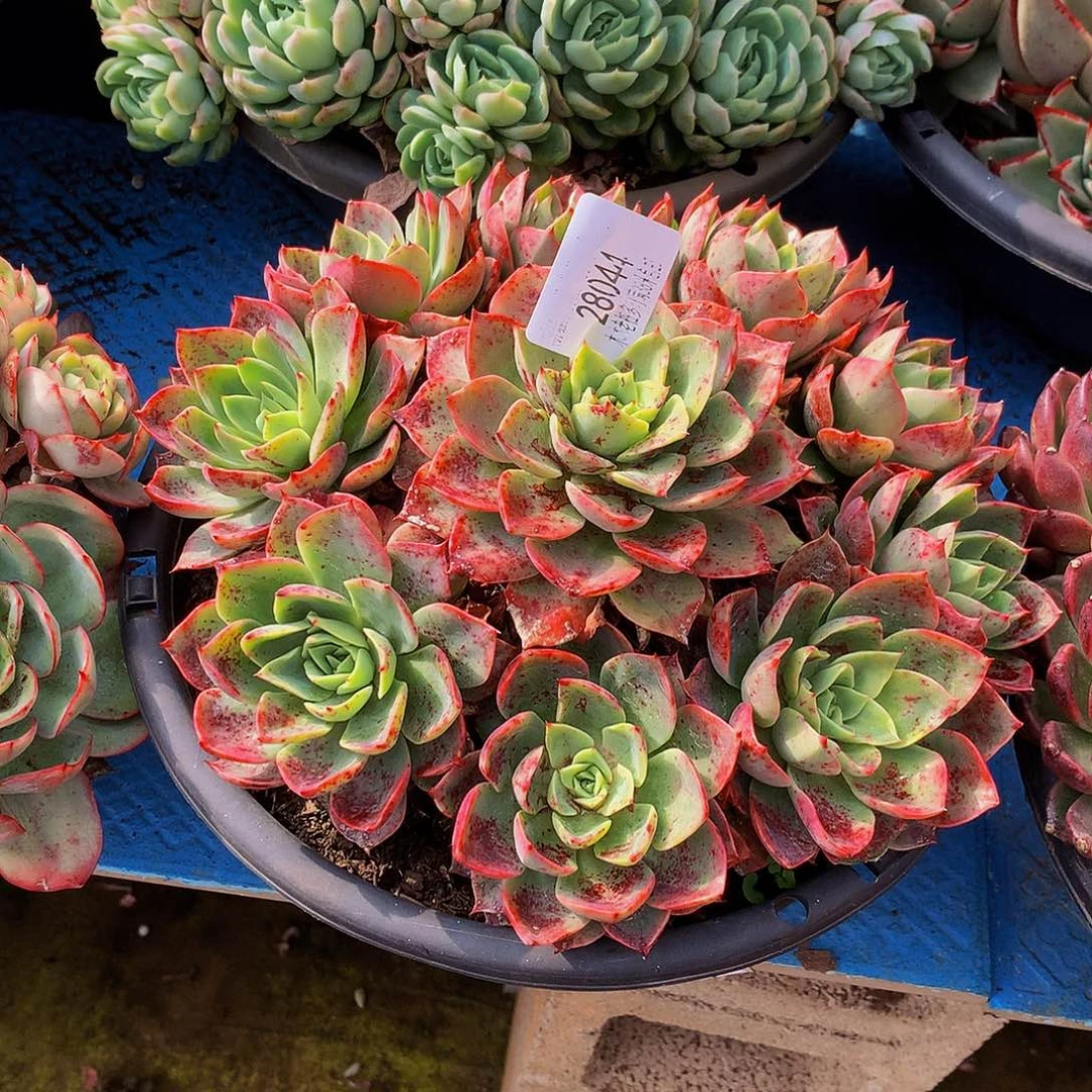 胖***子    贝拉多肉28044