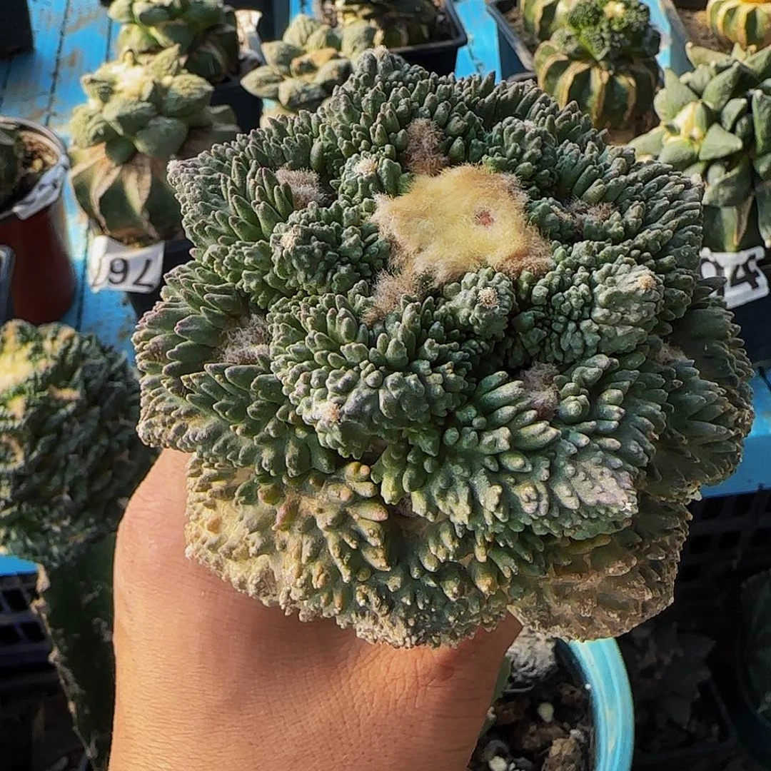 爱****猪大牡丹656仙人球开花