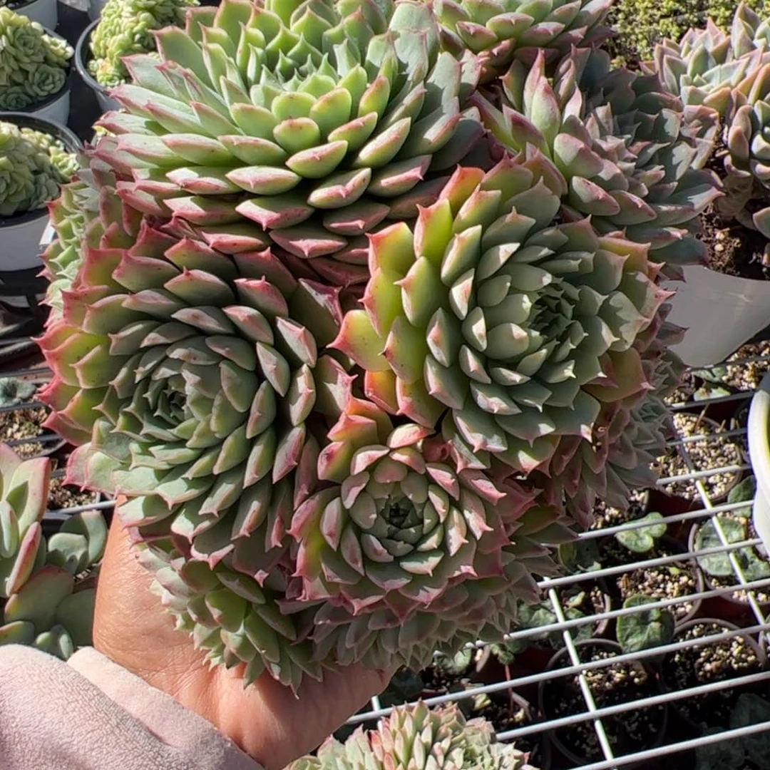 低****的朱砂痣 优惠3元