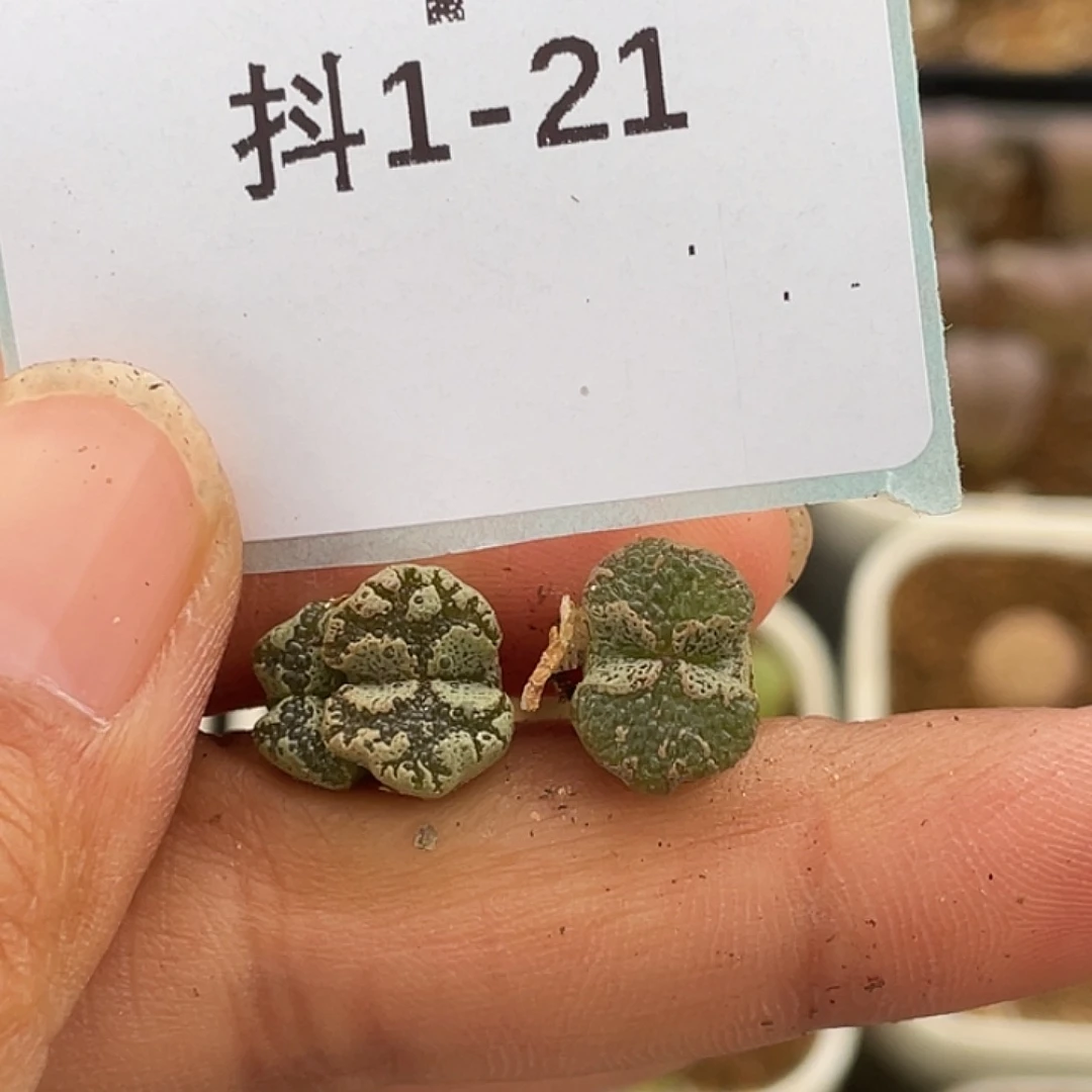 1-21超碟多肉植物