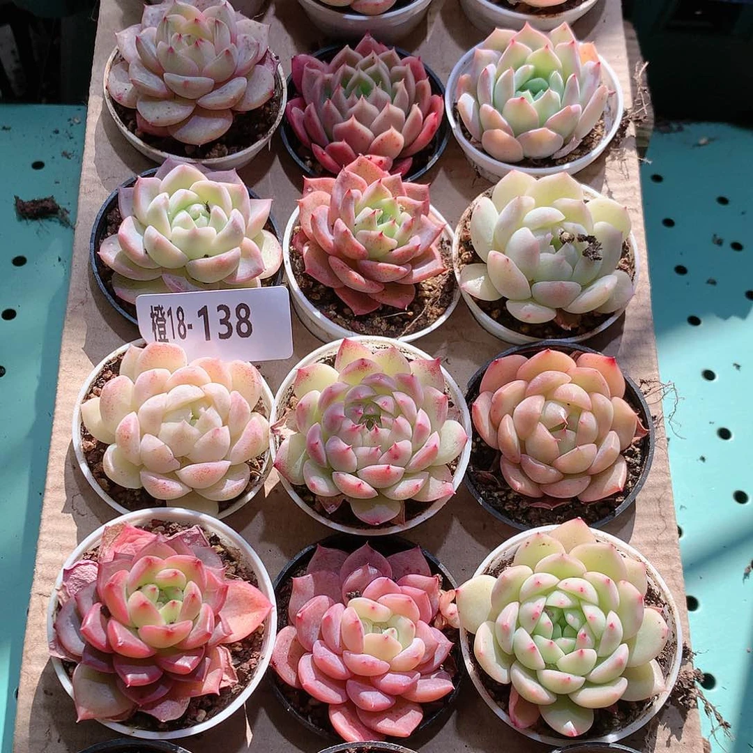 18-138一物一拍带盆18颗。