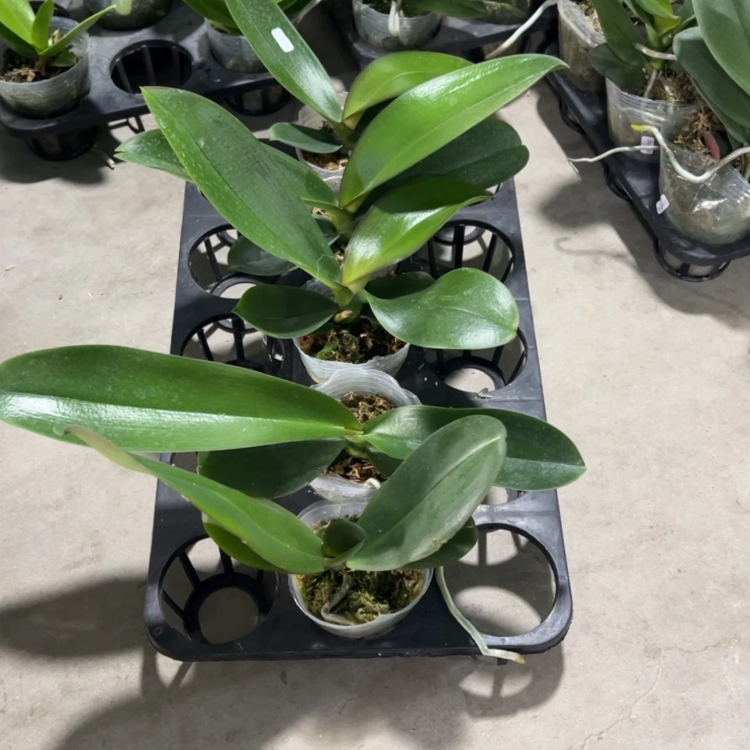 当前无花栽培后可以开花1号盲盒带剑凑单发货一颗不发货