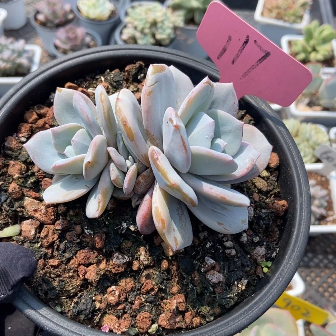 117奶茶多肉植物保护