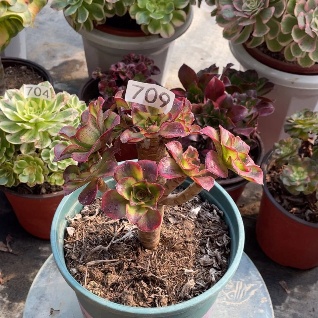 魅影多肉植物老桩