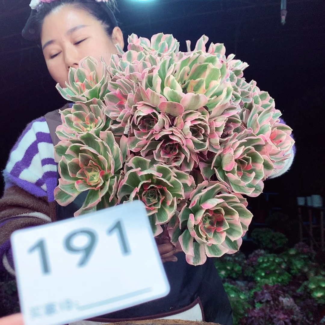 柒柒精品多肉脱土发货不包断侧枝191