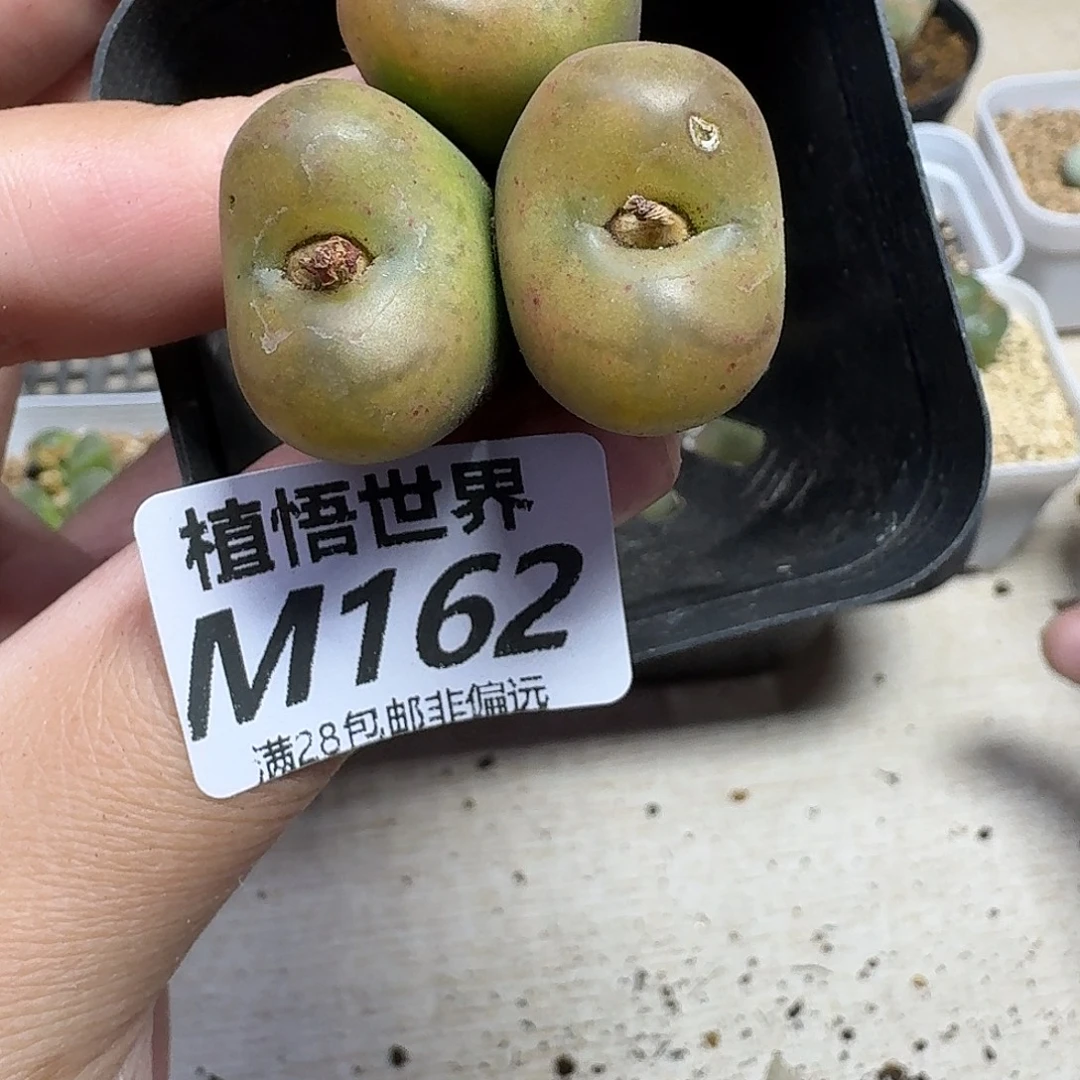 多肉植物的润泽efhbj