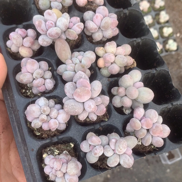 彩虹奶双10颗。包邮。多肉