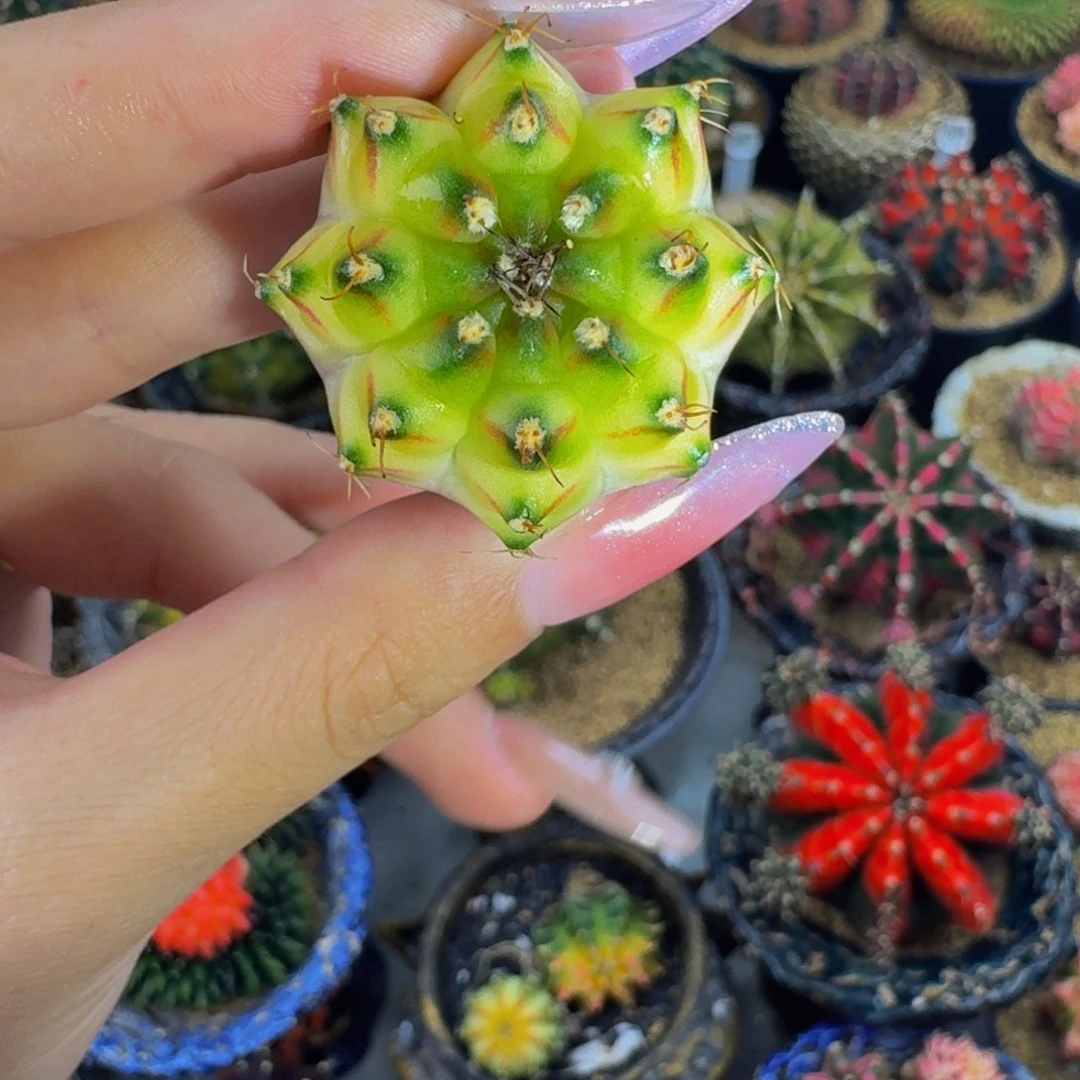 轮回穹顶000000000006