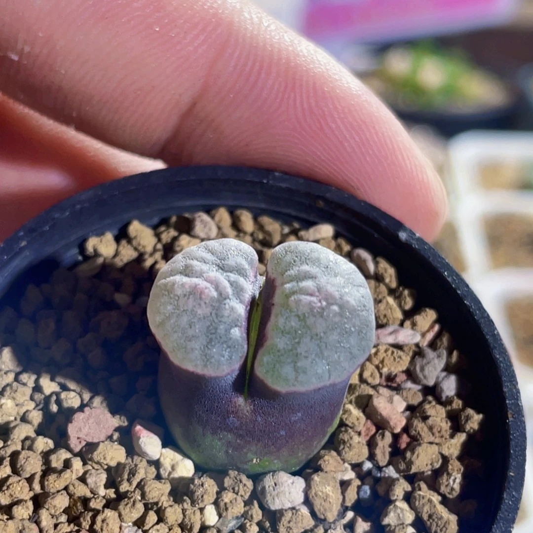 紫云磁铁风铃植物一物一拍