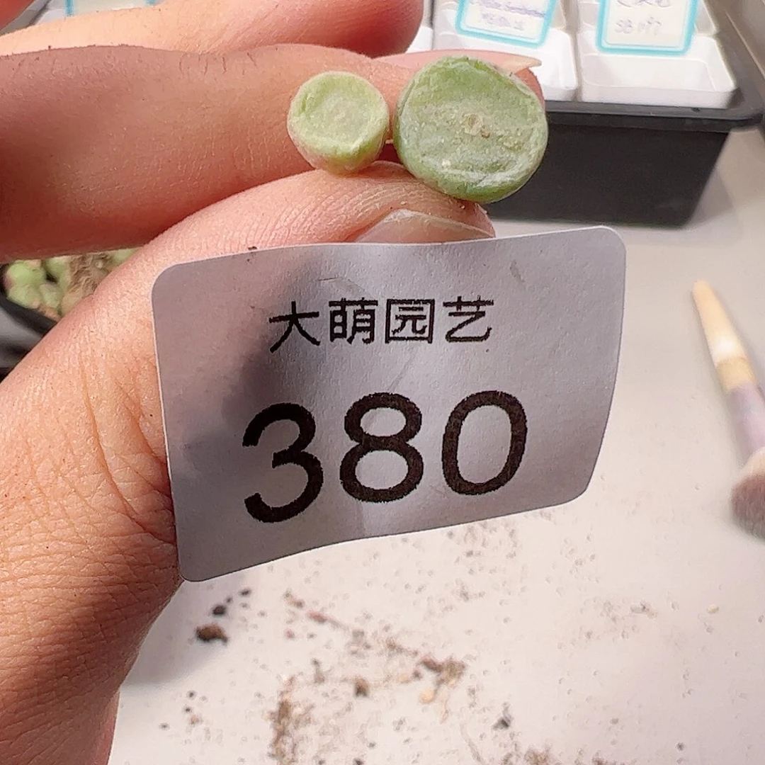 壹**媛0000380 一物一拍……