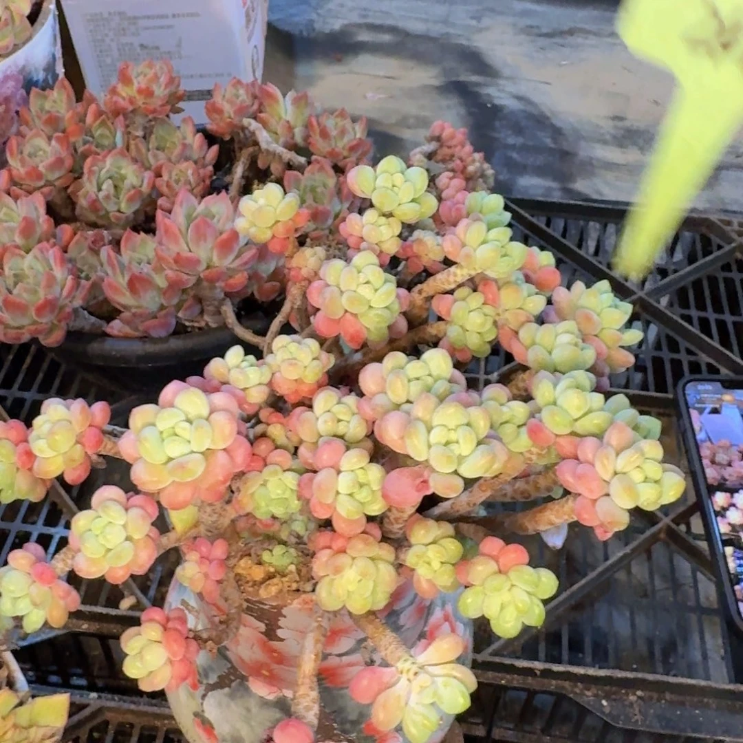 多肉植物的生长发育与生长
