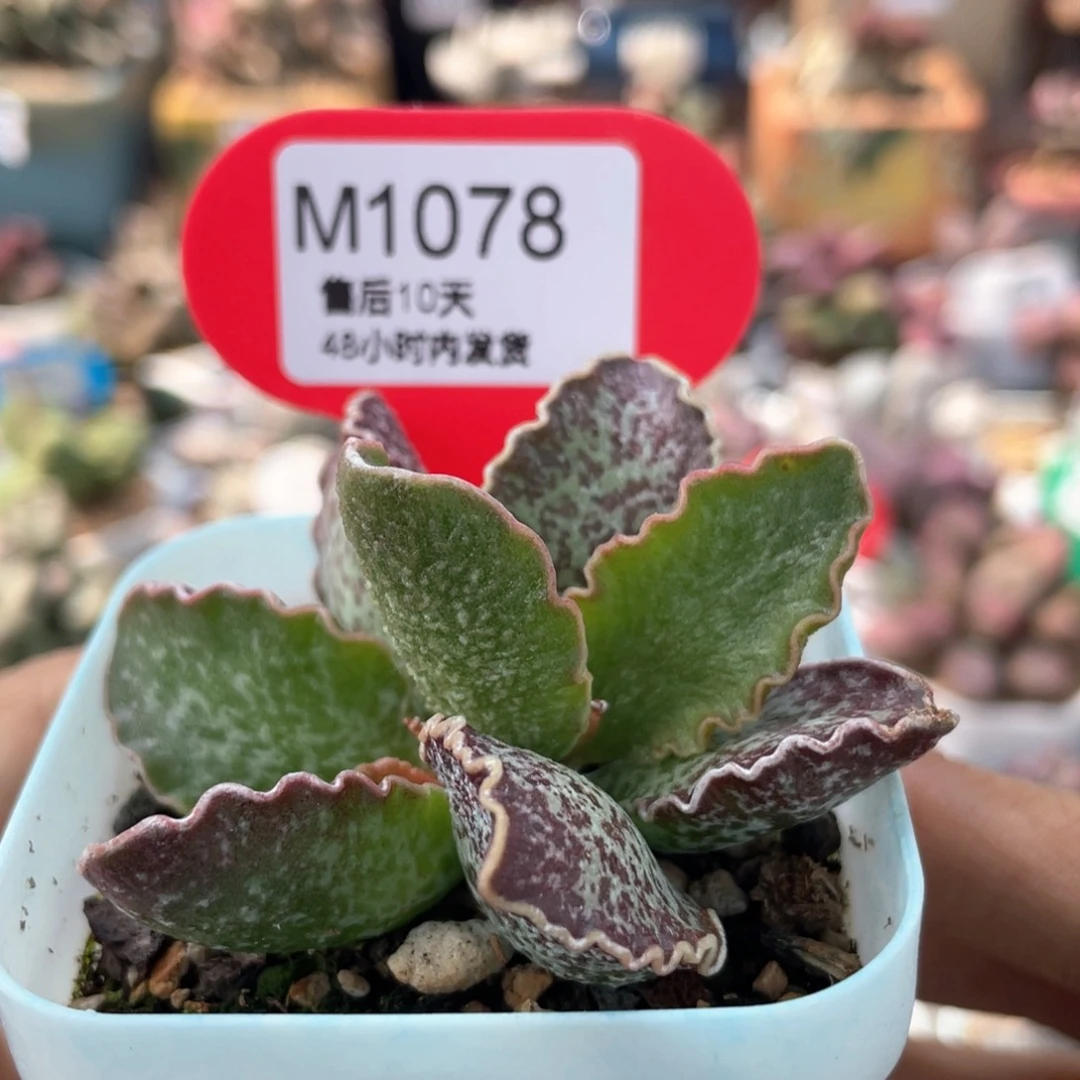 伊*琳    大波浪。   1078。