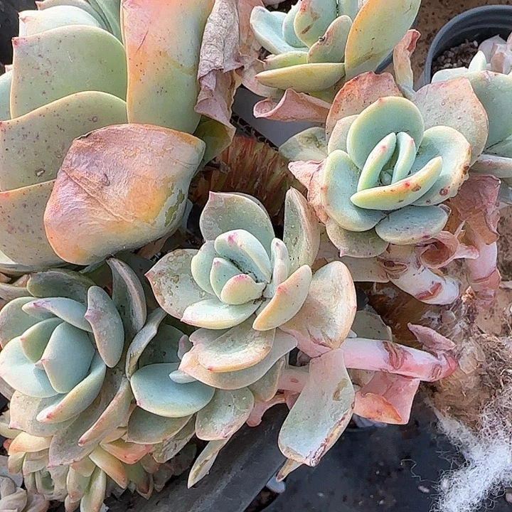 青蛙王子儿童牙膏111