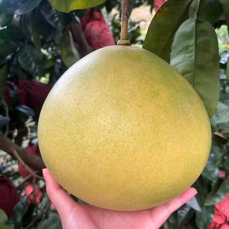 【20斤】（小金袋发货）正宗梅州五华龙村三红蜜柚红肉柚子新鲜现摘