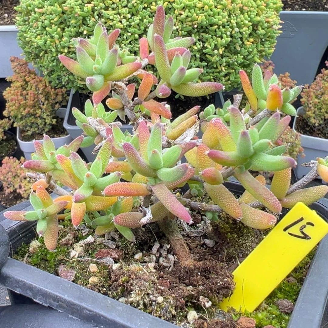 玉米枝干15号9.5cm盆