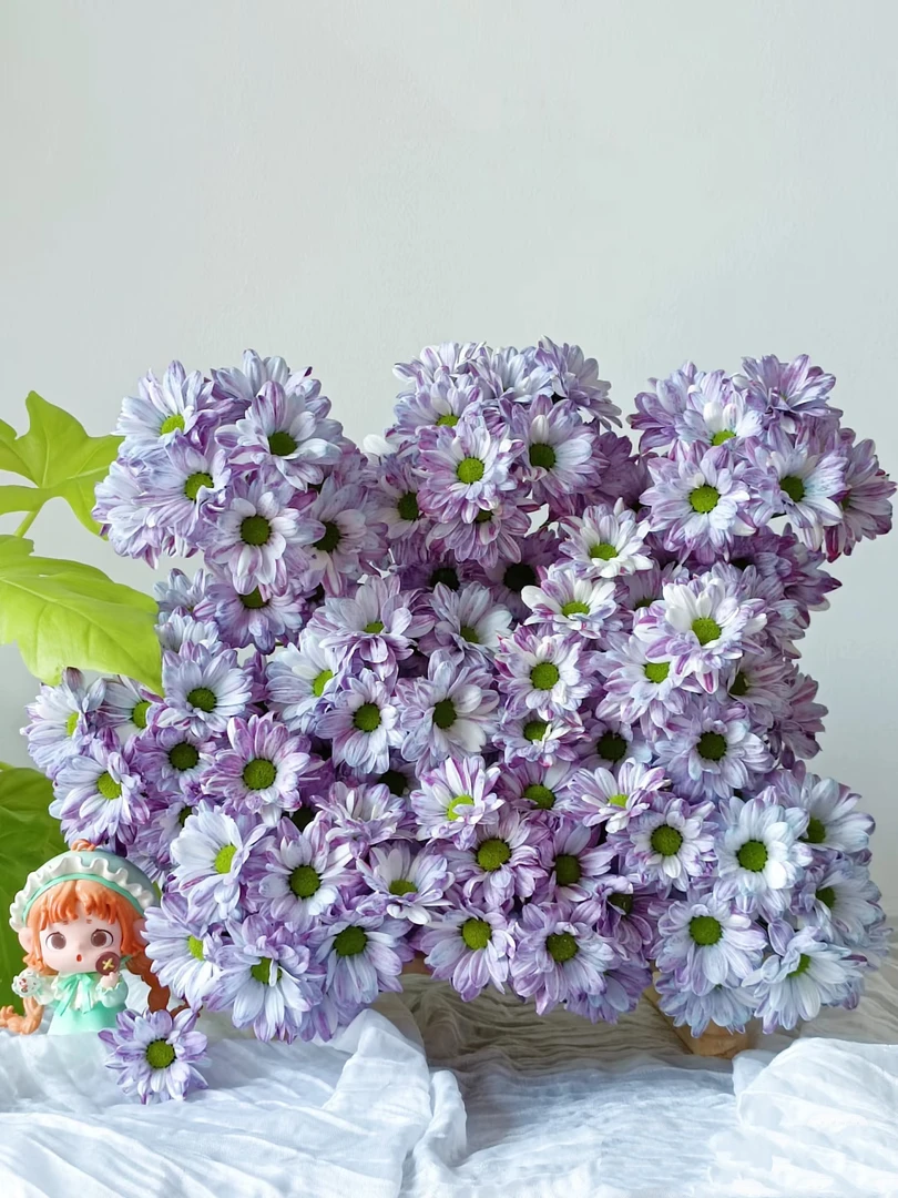 【挚简】高品质鲜花【吸色小菊】