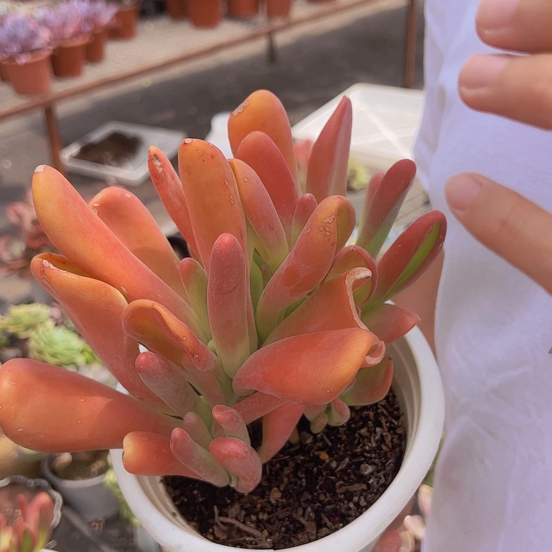 火狐狸 多头群生