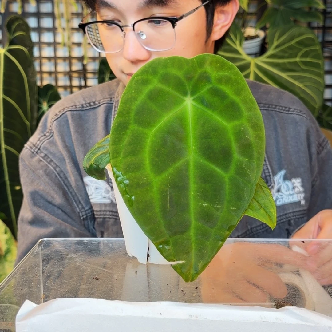 完全开放P33  原种盾