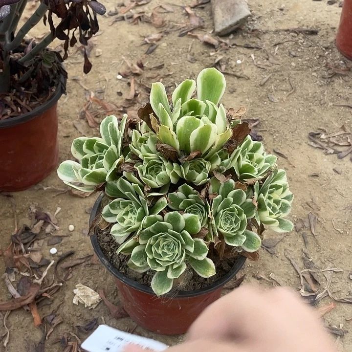 1761芳华法师多肉断枝不售后