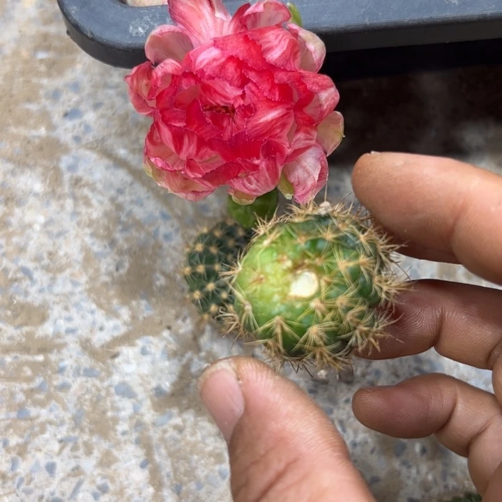 下49丽花仙子歪无根侧芽3公分左右20包邮