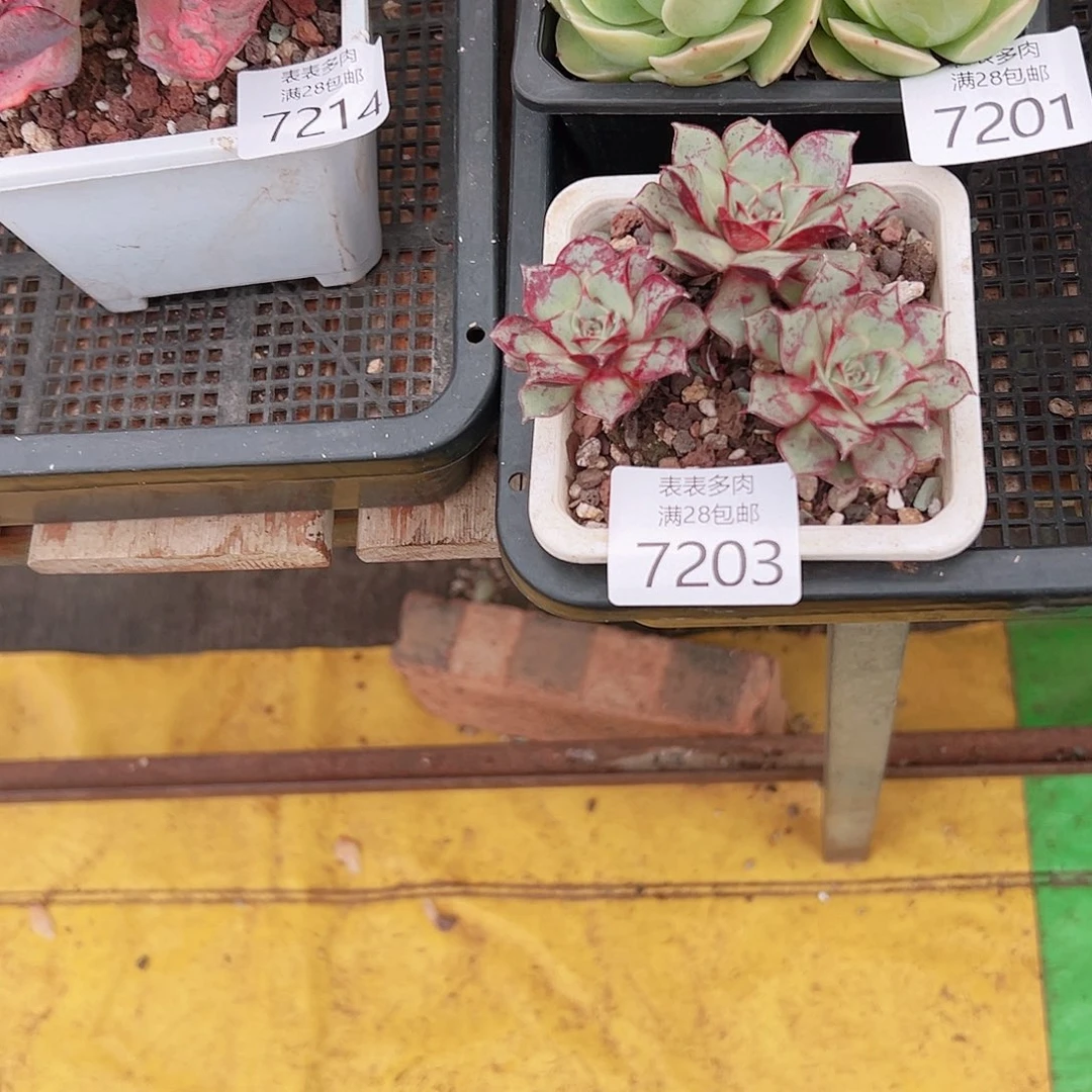 无花朵你****带多肉一物一拍7203