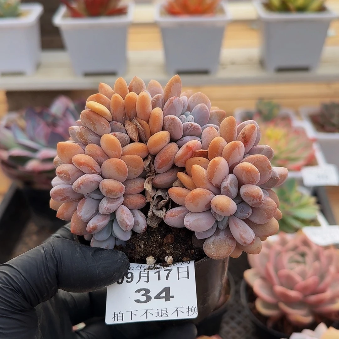 0917-34粉兔小缀化