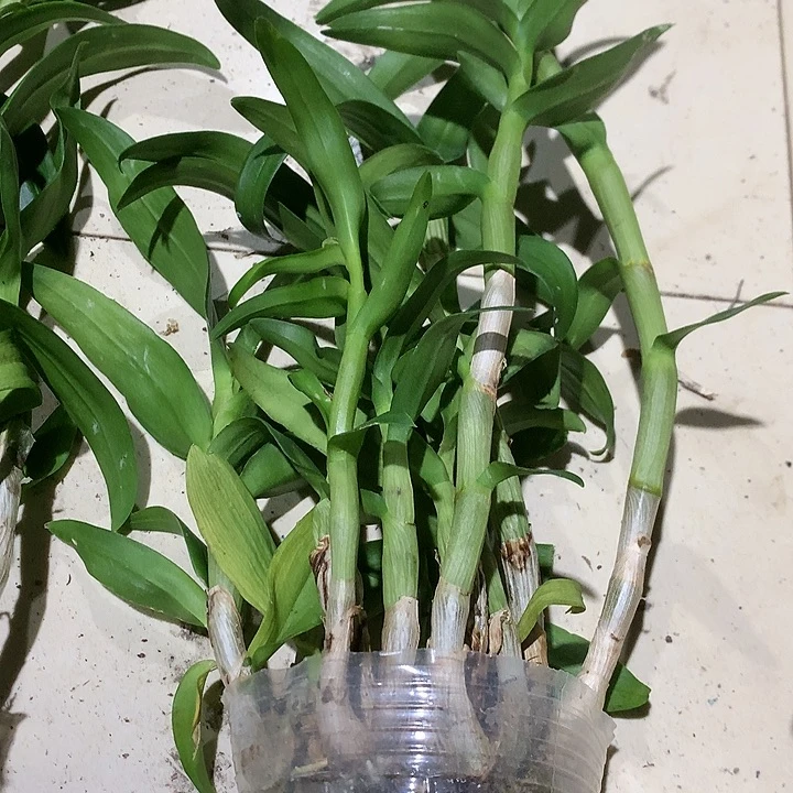 完全开放飘枝带香味一代露仙，大小8苗