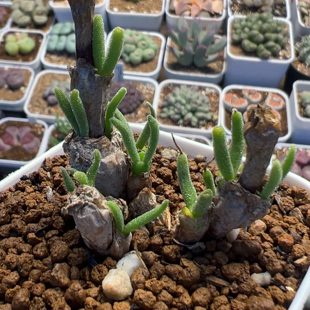 219多肉植物百科作