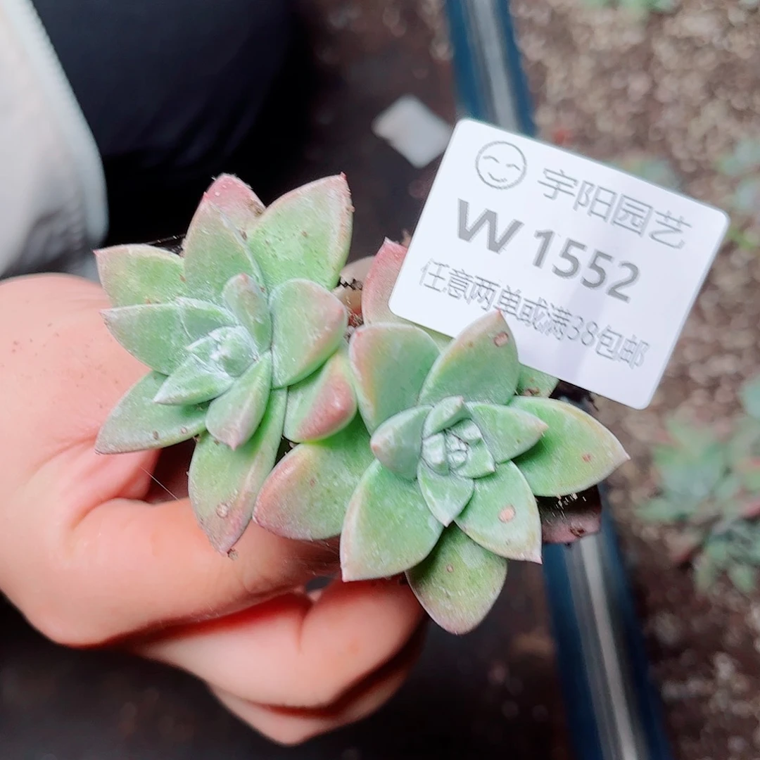 1552苹果叶杂交多肉