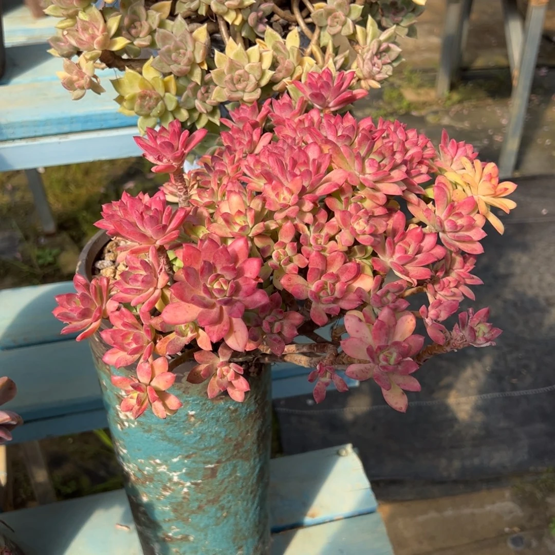 老桩叮当锦裸肉发货