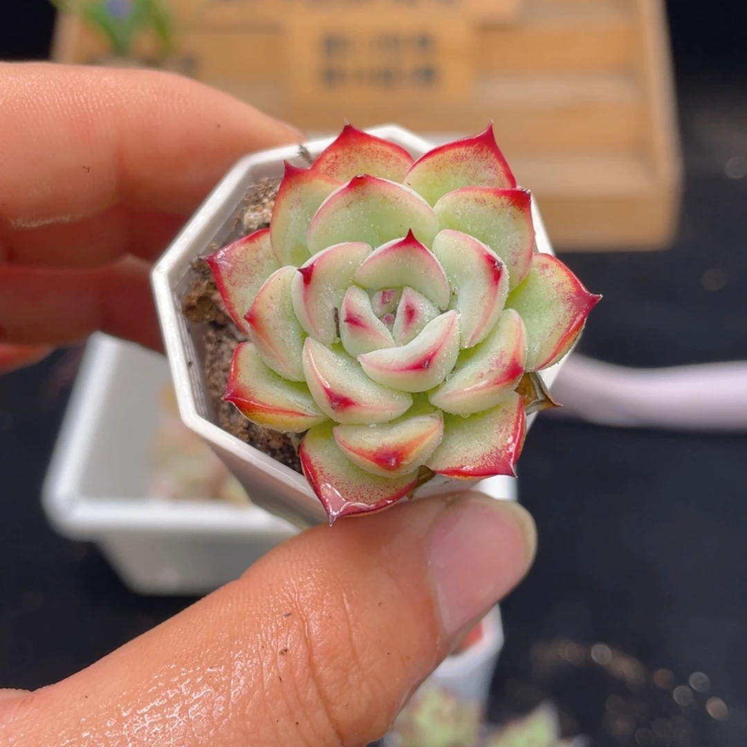 1颗猎户座多肉9.9包邮发货