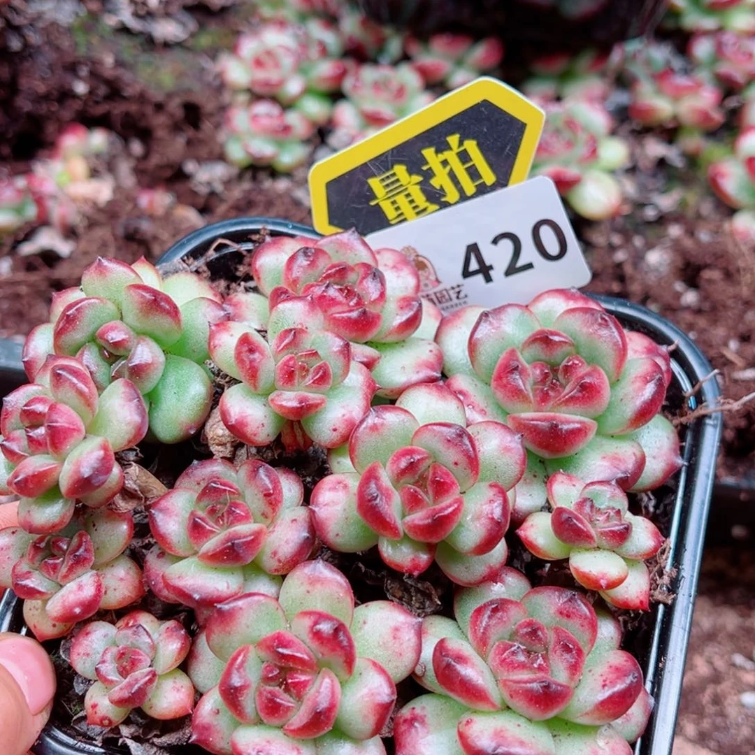 多肉植物多肉植物