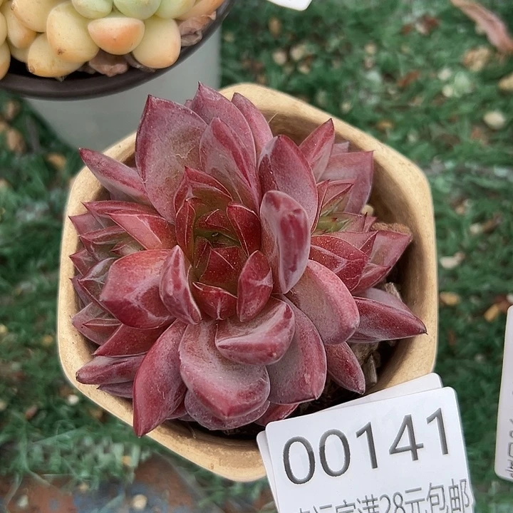 幸运的人会有好运降临吗哈哈