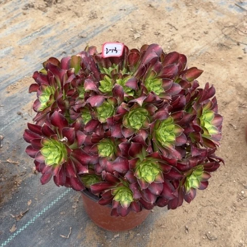 2-13韶华呀朵朵多肉