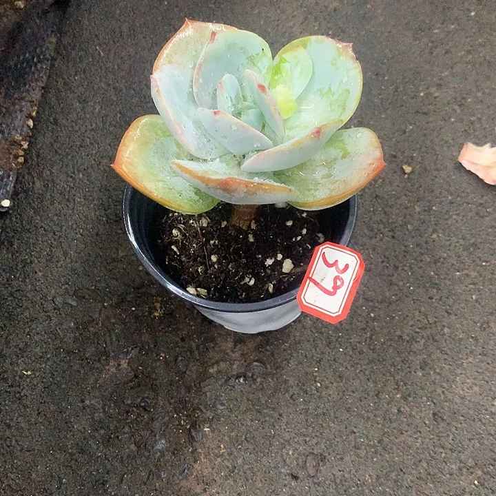 浅***语一物一拍白凤多肉39
