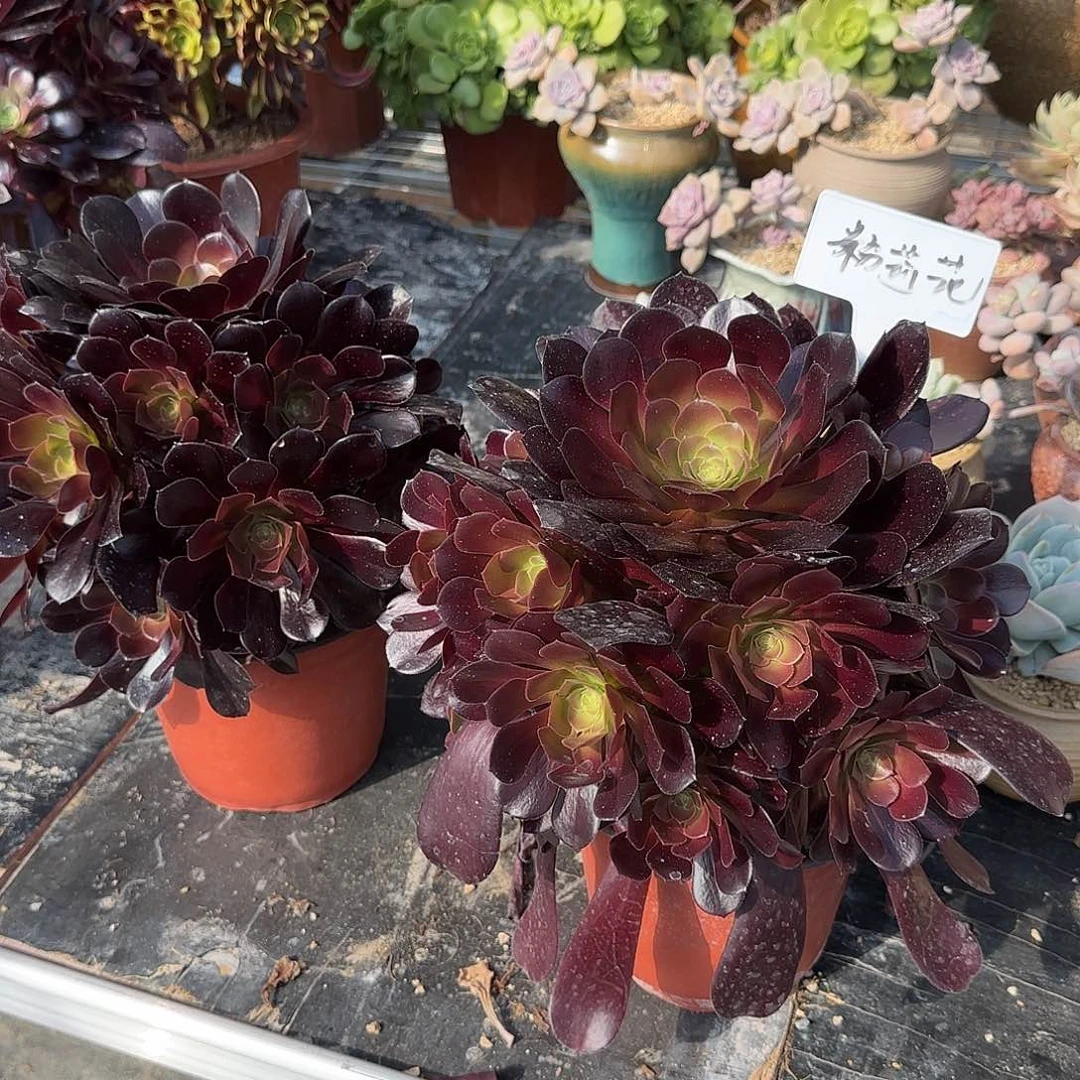 ?欧紫多肉植物法师