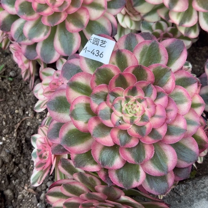 荔枝多肉植物436