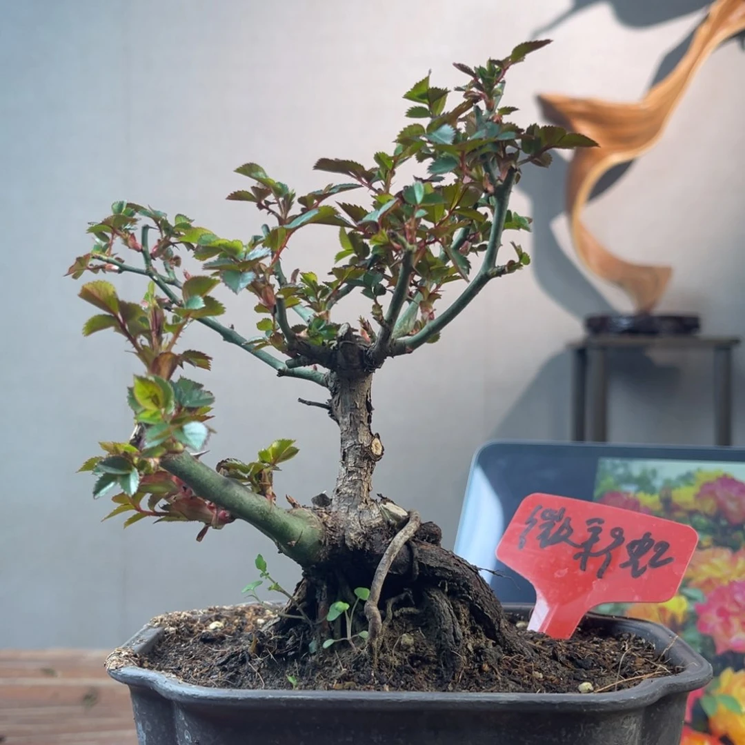 微月季盆景11111可*