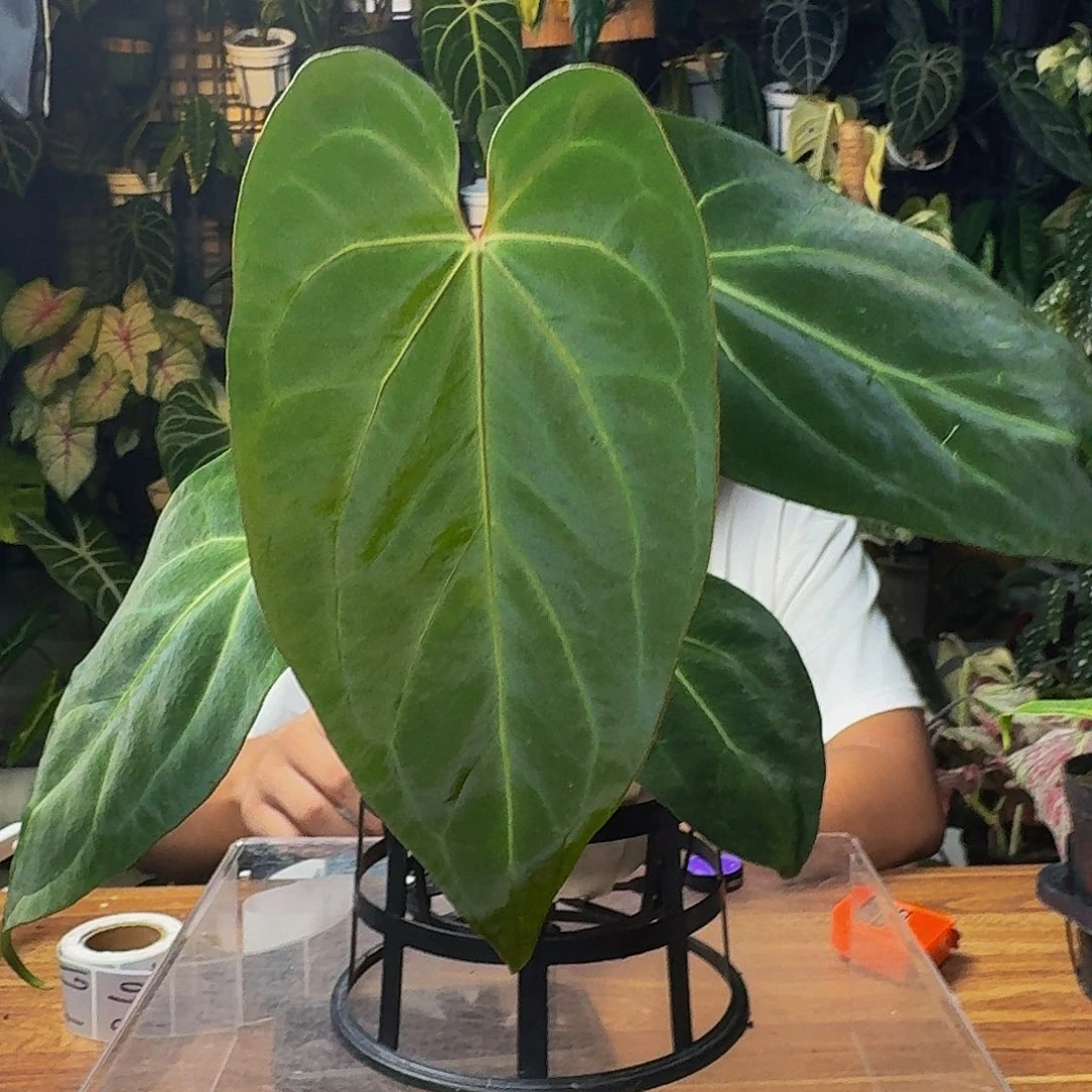随***儿无花朵一物一拍P55