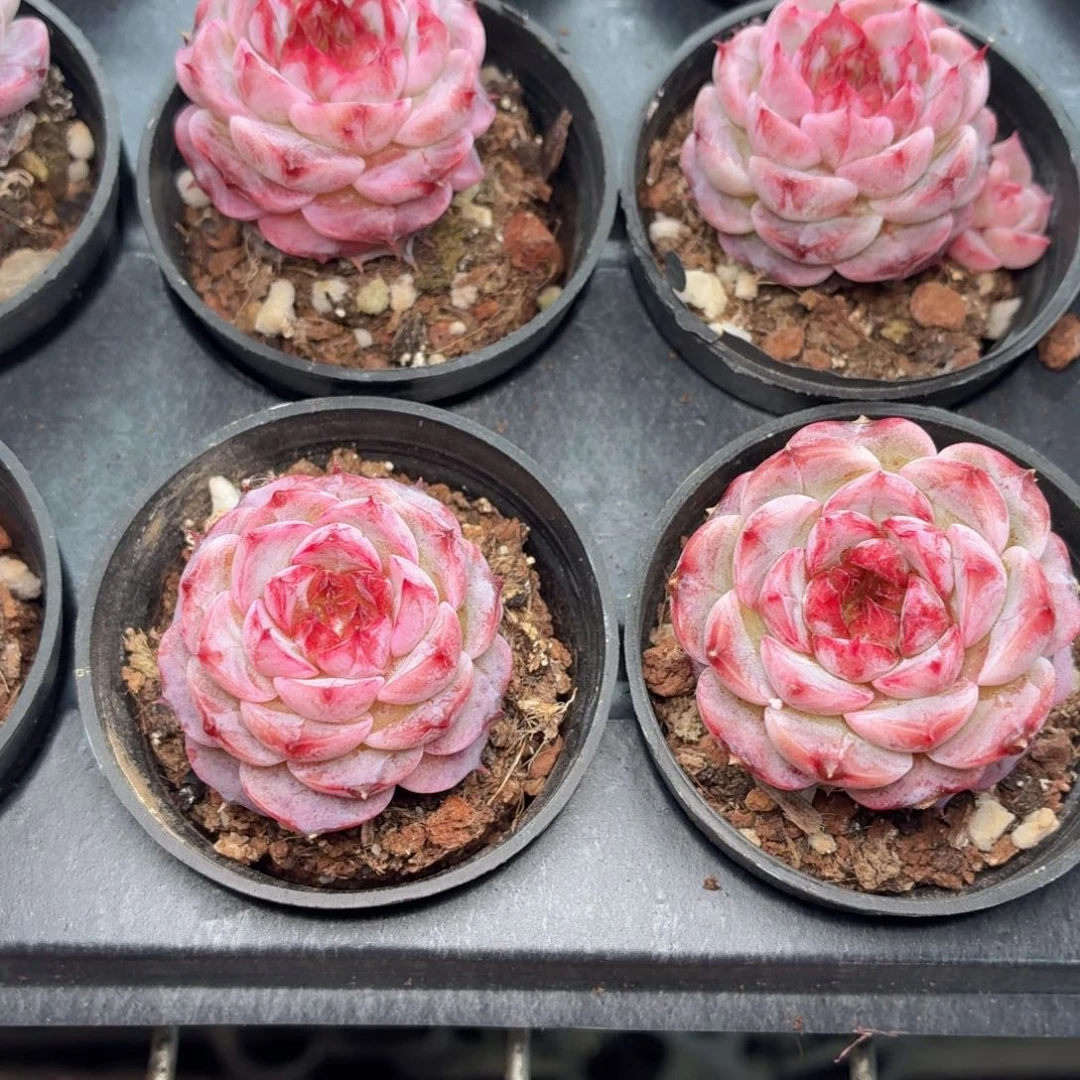 天鹅绒多肉9.9包邮发货