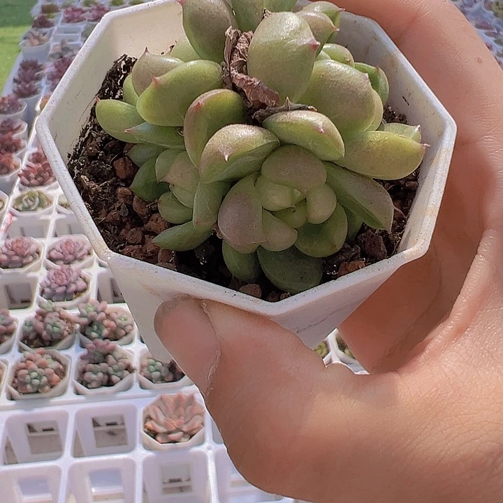 莱拉珍妮群19包邮多肉