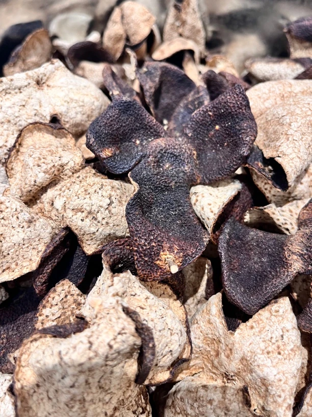 2015年新会小冈冬后大红陈皮整断一体（梅子陈香）