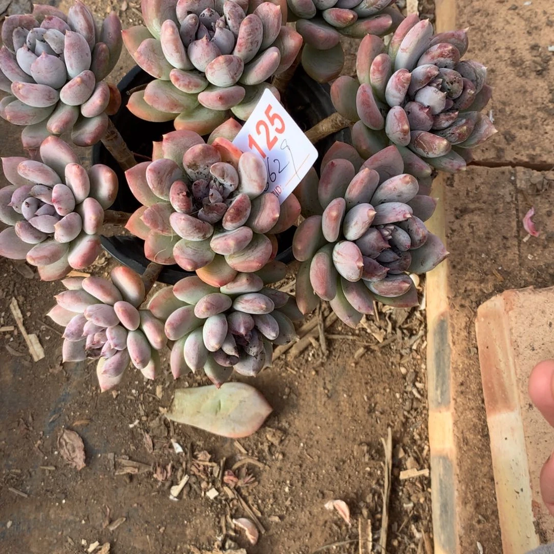 姜***️胖美人群多肉植物