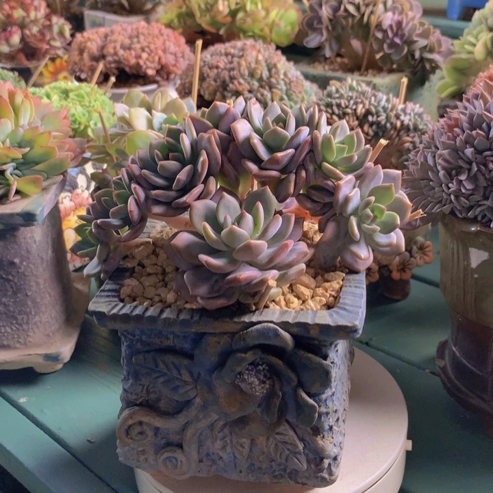 星影朵朵无砍自然群