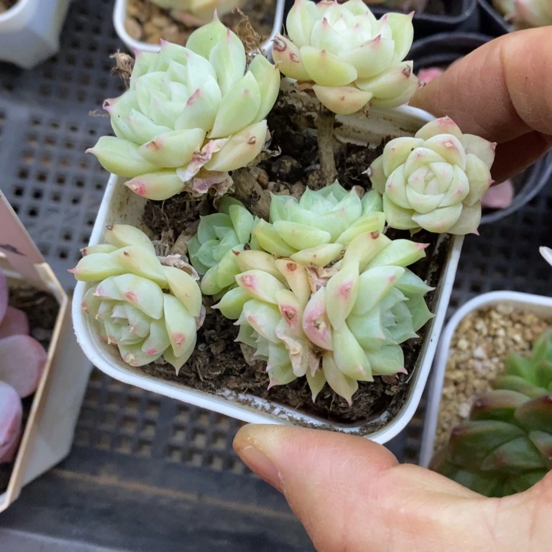 精品多肉一物一拍不包整48